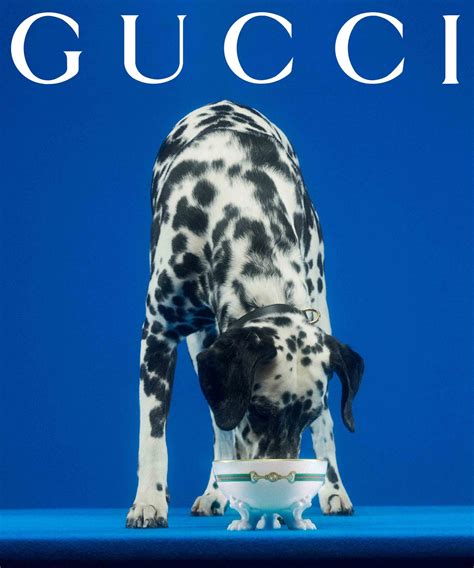 gucci dog scarf|Introducing The Gucci Pet Collection For The Most Glamorous Pets.